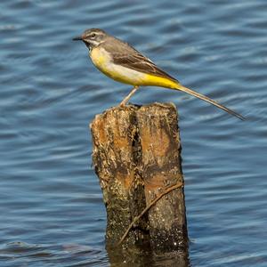 Grey Wagtail