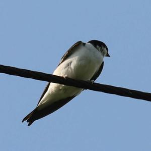 Northern House-martin