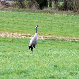 Common Crane