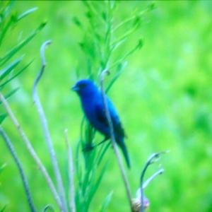 Indigo Bunting