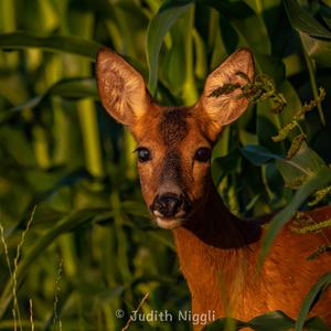 European Roe Deer