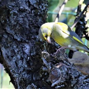 European Greenfinch