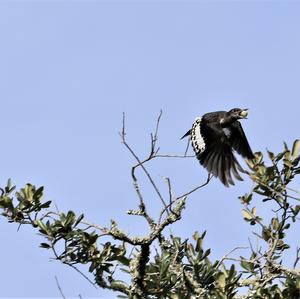 Red-headed Woodpecker