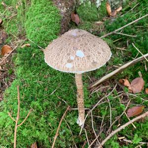 Parasol Mushroom