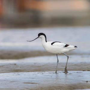 Pied Avocet