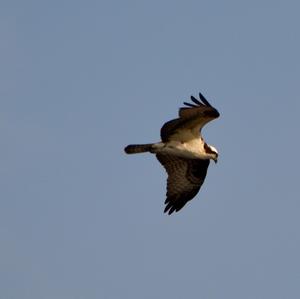 Osprey