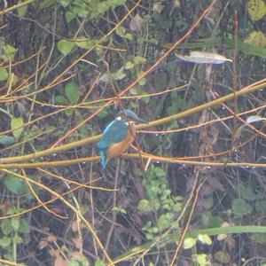 Common Kingfisher