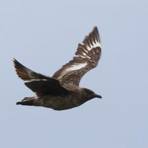 Great Skua