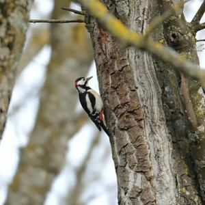 Great Spotted Woodpecker