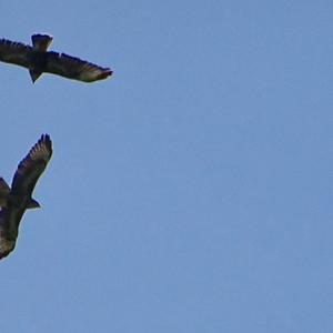 Common Buzzard