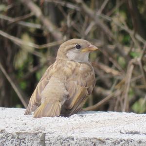 House Sparrow