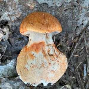 Unknown Species