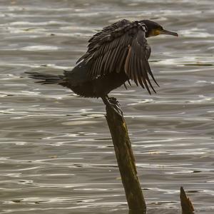 Great Cormorant