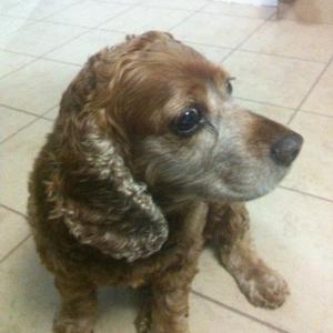 Spaniel (English Cocker)