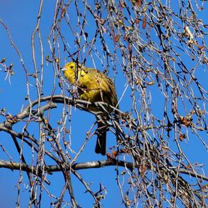 Yellowhammer