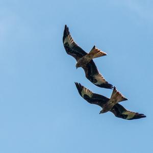 Black Kite