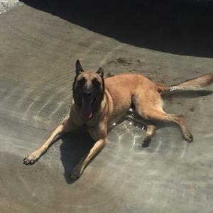 Belgian Malinois