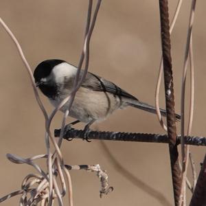 Willow Tit