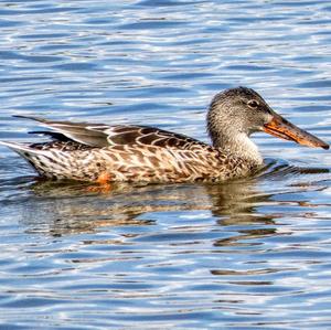 Red Shoveler