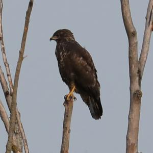 Common Buzzard