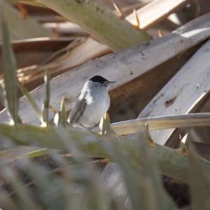 Blackcap