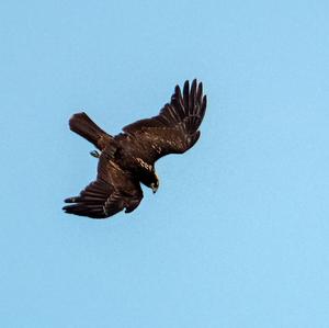 Western Marsh-harrier