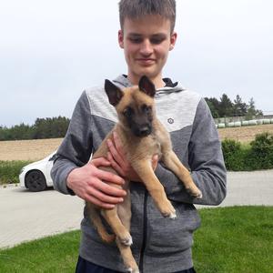 Belgian Malinois