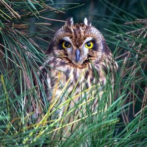 Short-eared Owl