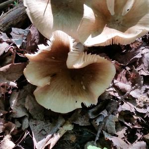 Scaly Lentinus