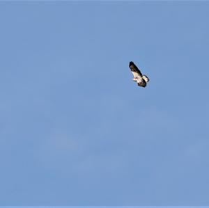 Common Buzzard