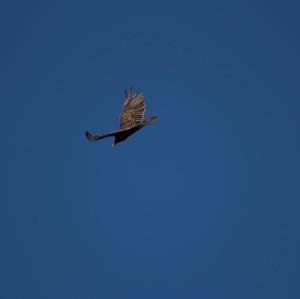 Turkey Vulture