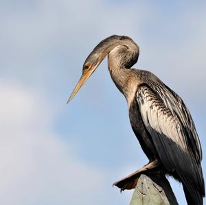 Amerikanischer Schlangenhalsvogel