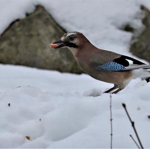 Eurasian Jay