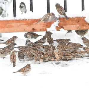 House Sparrow