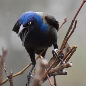 Common Grackle