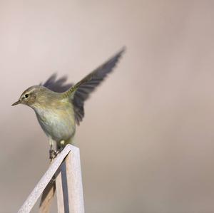 Common Chiffchaff