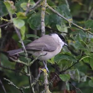 Blackcap