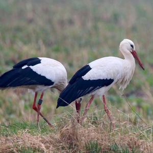 White Stork