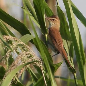 Great Reed-warbler