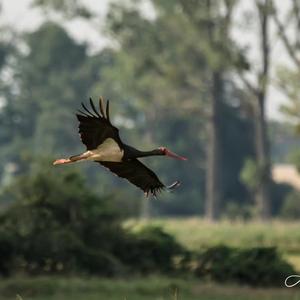 Black Stork