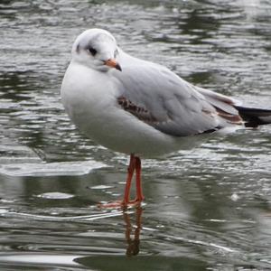 Black-headed Gull