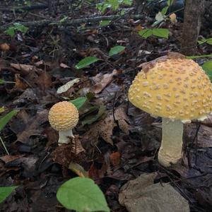 Fly Agaric