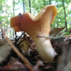 Chanterelle, Common