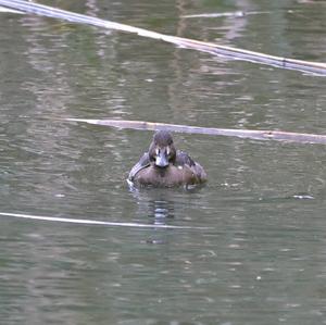 Tufted Duck