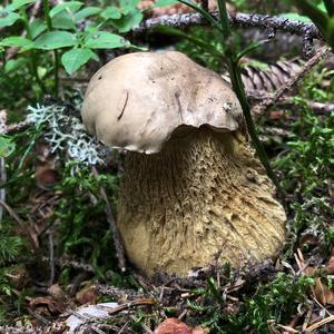 Bitter Bolete