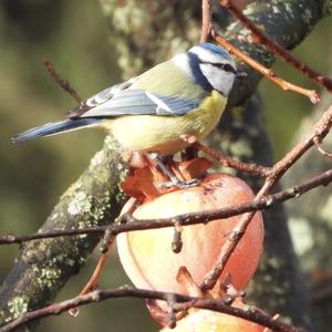 Blue Tit