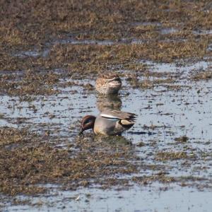 Common Teal