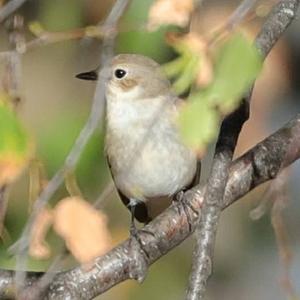 Spotted Flycatcher