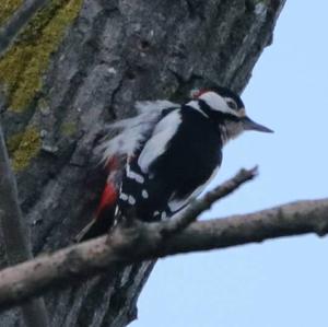 Great Spotted Woodpecker