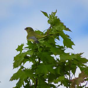 European Greenfinch